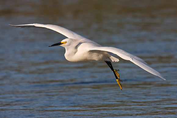 Snowy Egret