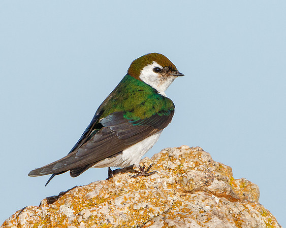 Violet-green Swallow