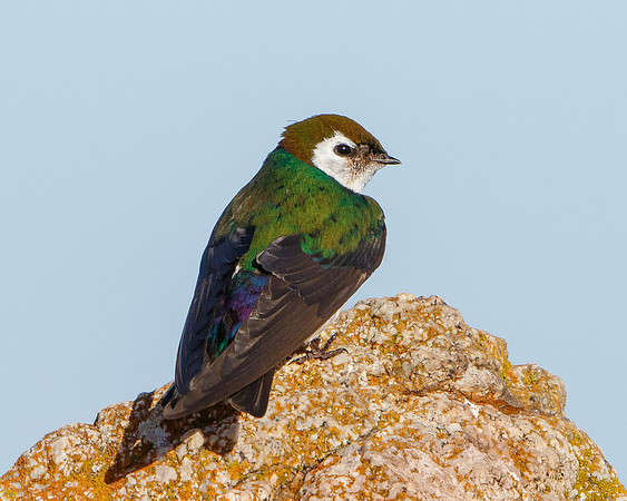 Violet-green Swallow