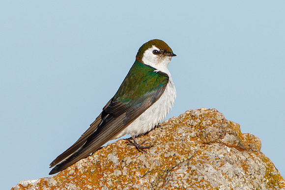 Violet-green Swallow