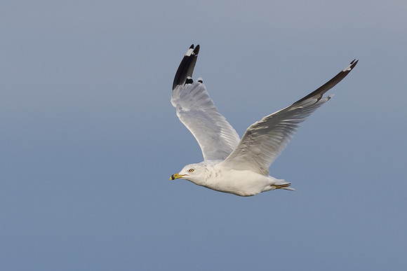 Ring-billed Gull