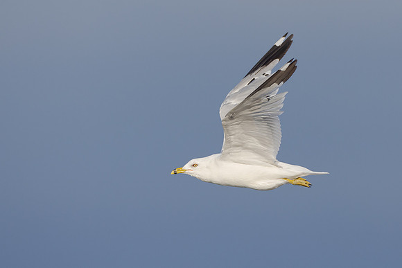 Ring-billed Gull