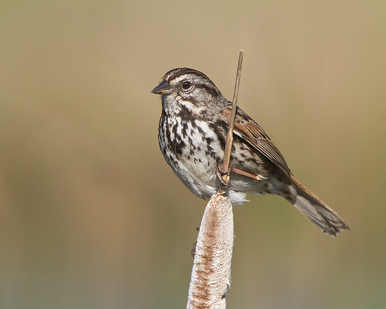 Song Sparrow