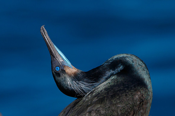 Brandt's Cormorant, courtship display