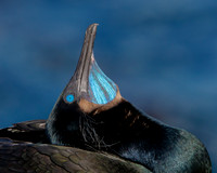Brandt's Cormorant, courtship display