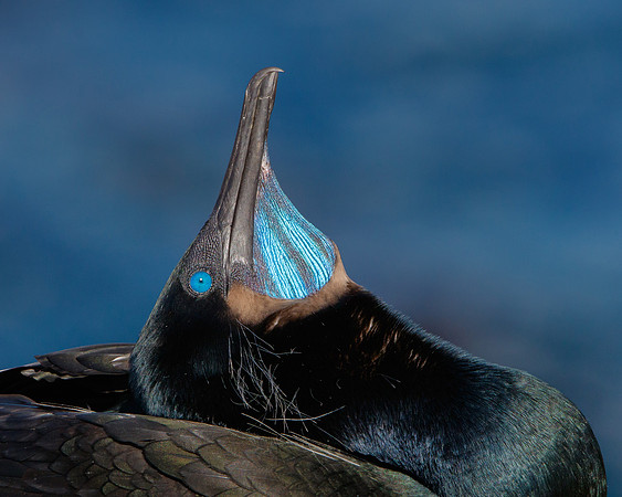 Brandt's Cormorant, courtship display