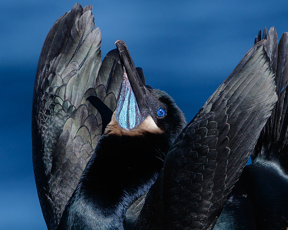 Brandt's Cormorant, courtship display