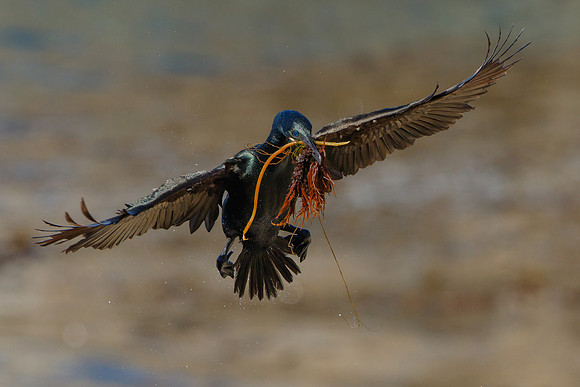 Brandt's Cormorant, with nest material