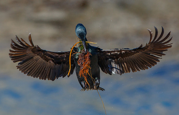 Brandt's Cormorant, with nest material