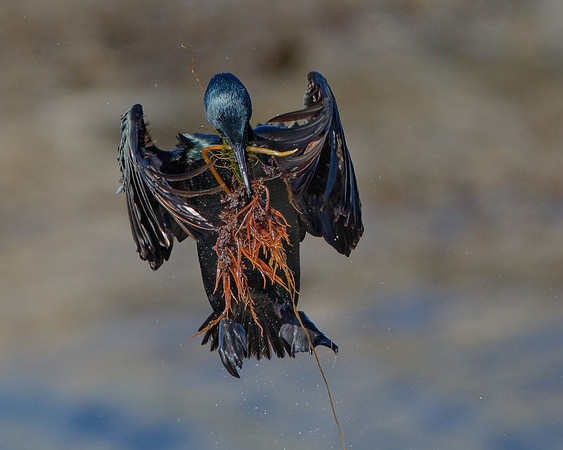 Brandt's Cormorant, with nest material
