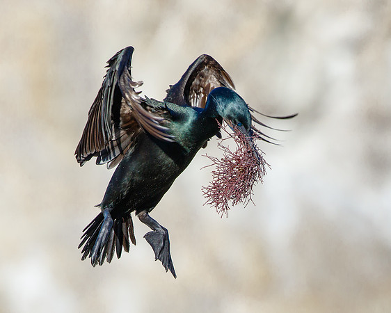 Brandt's Cormorant, with nest material