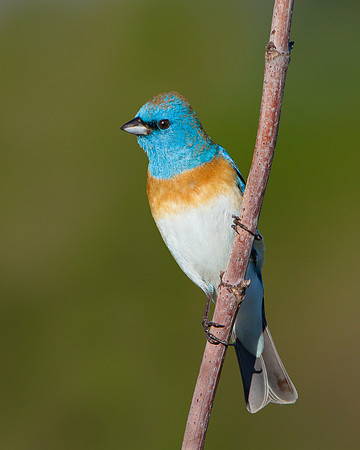 Lazuli Bunting