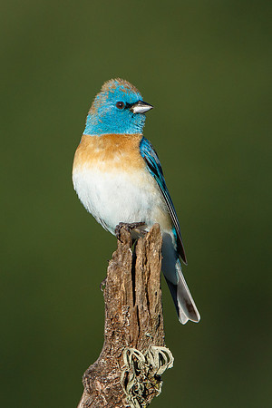 Lazuli Bunting