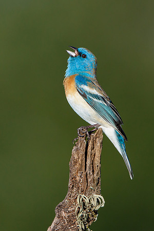 Lazuli Bunting