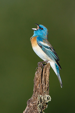 Lazuli Bunting