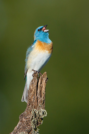 Lazuli Bunting