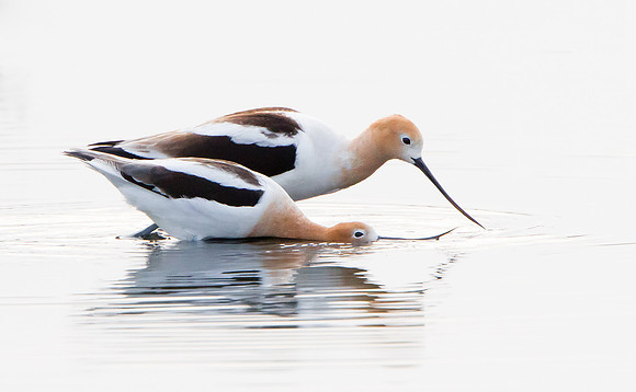 American Avocets, mating ritual