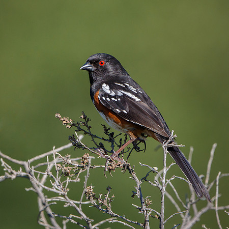 Spotted Towhee