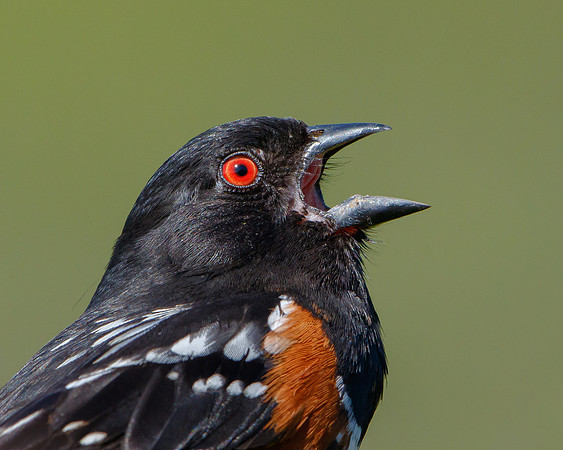 Spotted Towhee