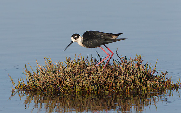 Black-necked Stilt, on nest