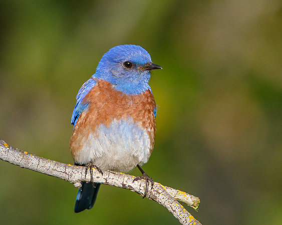 Western Bluebird