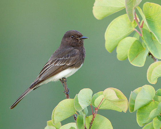 Black Phoebe