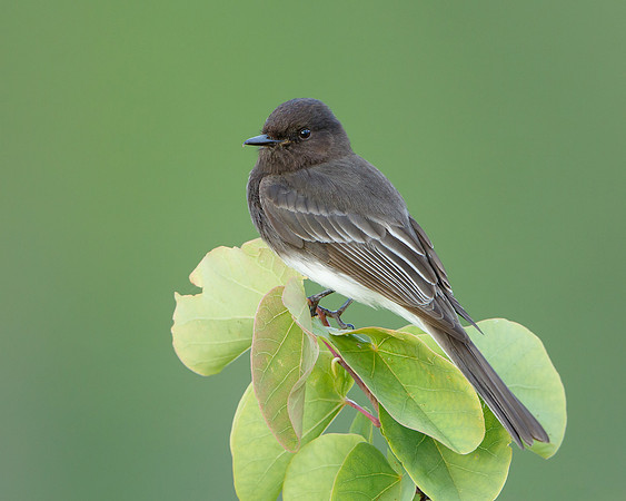 Black Phoebe