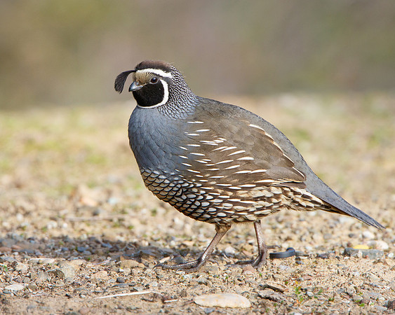 California Quail, male