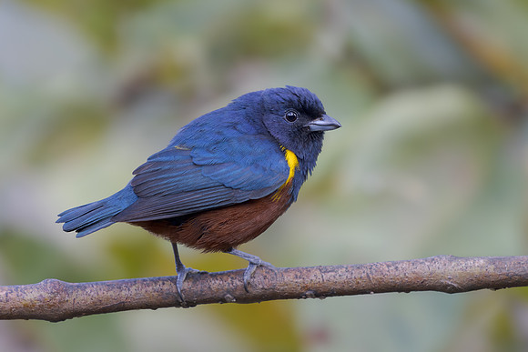 Chestnut-bellied Euphonia