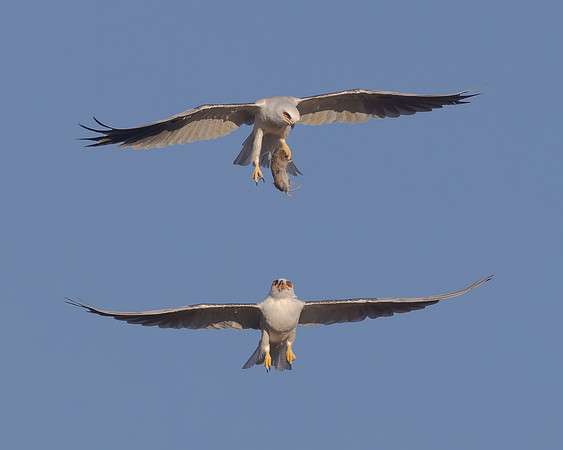 White-tailed Kites, food exchange