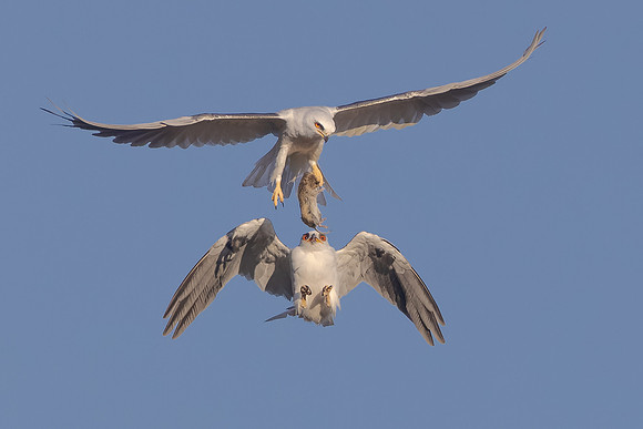 White-tailed Kites, food exchange