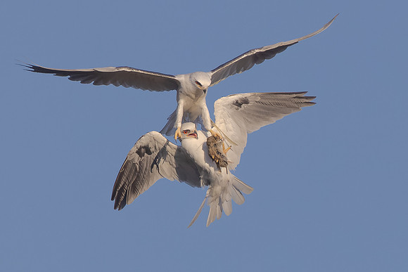 White-tailed Kites, food exchange