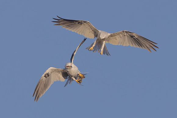 White-tailed Kites, food exchange