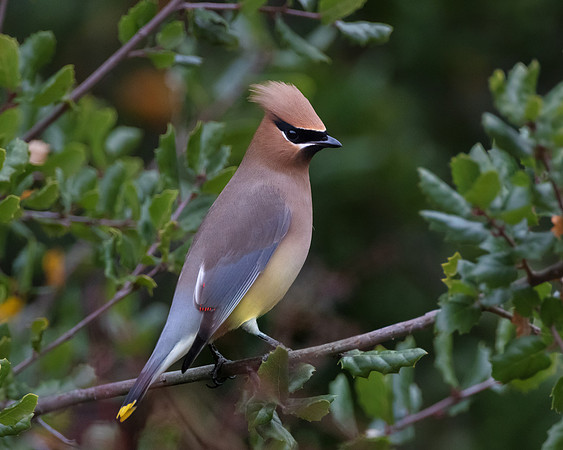 Cedar Waxwing