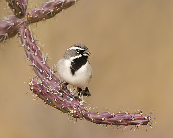 Black-throated Sparrow