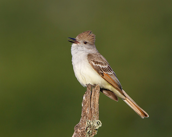 Ash-throated Flycatcher