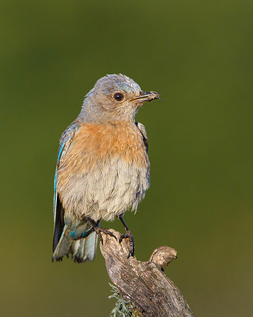 Western Bluebird