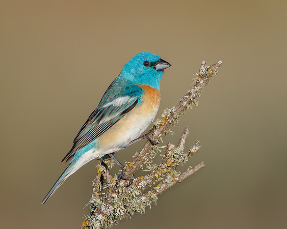 Lazuli Bunting