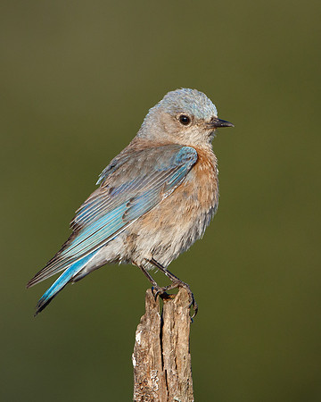Western Bluebird