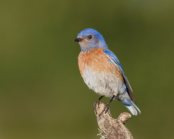 Western Bluebird