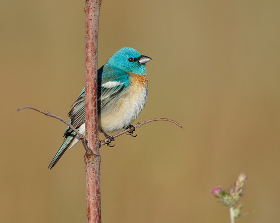 Lazuli Bunting