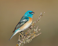 Lazuli Bunting
