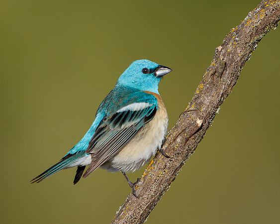 Lazuli Bunting