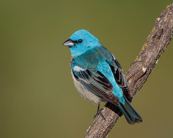 Lazuli Bunting