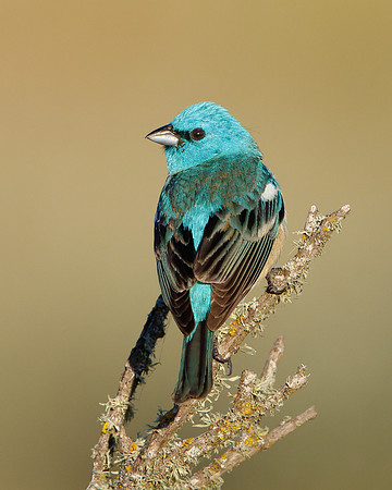Lazuli Bunting