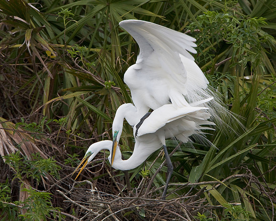 Great Egrets, mating