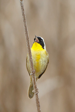 Common Yellowthroat