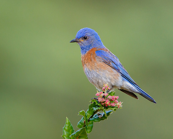 Western Bluebird