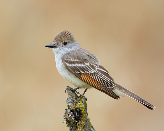 Ash-throated Flycatcher