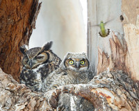 Great Horned Owls, mother with nestling and hummingbird